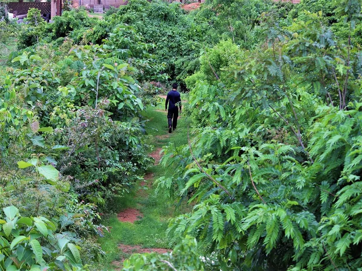 A path through an urban forest planted by Grow Billion Trees