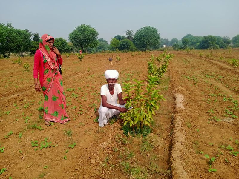 Saplings at a farm planting site